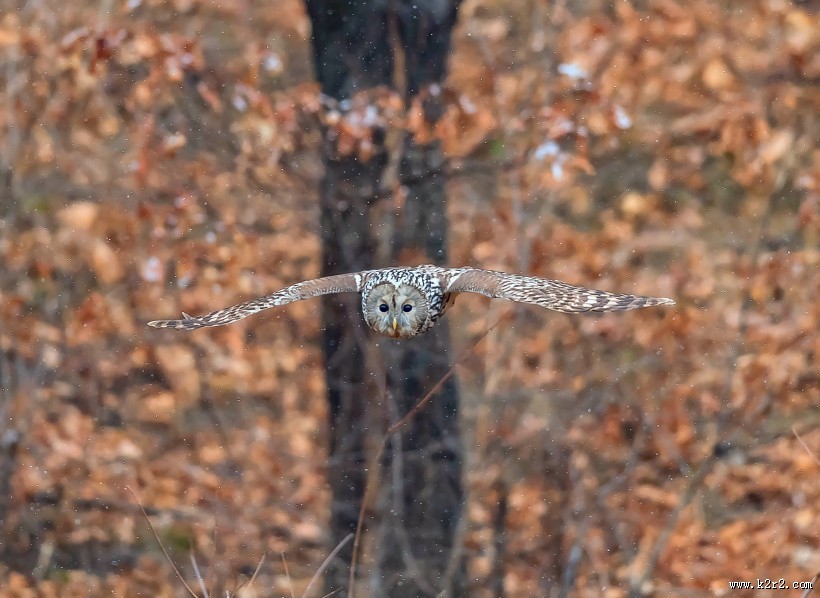 长尾林鸮图片大全