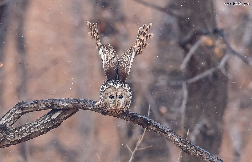 长尾林鸮图片大全