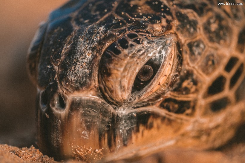 憨态可掬的海龟图片