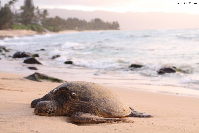 憨态可掬的海龟图片