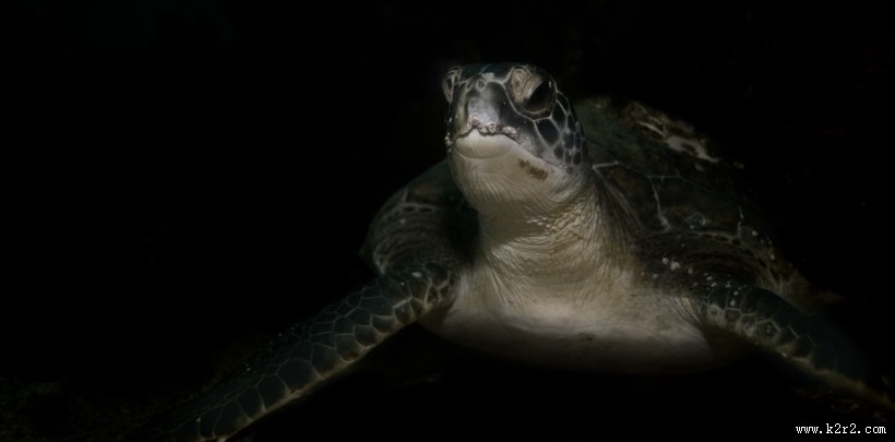 憨态可掬的海龟图片