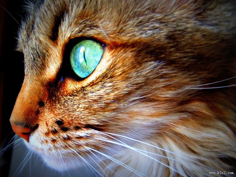 可爱的宠物猫图片大全