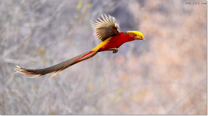 美丽的红腹锦鸡图片