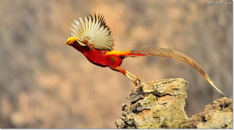 美丽的红腹锦鸡图片