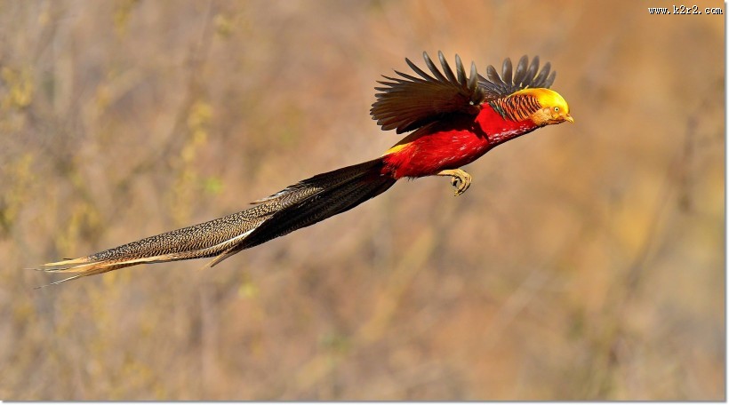 美丽的红腹锦鸡图片