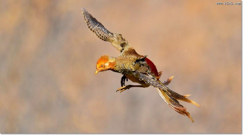 美丽的红腹锦鸡图片