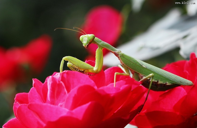 牡丹花上的螳螂图片