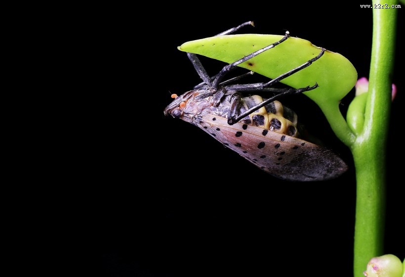 斑衣蜡蝉图片