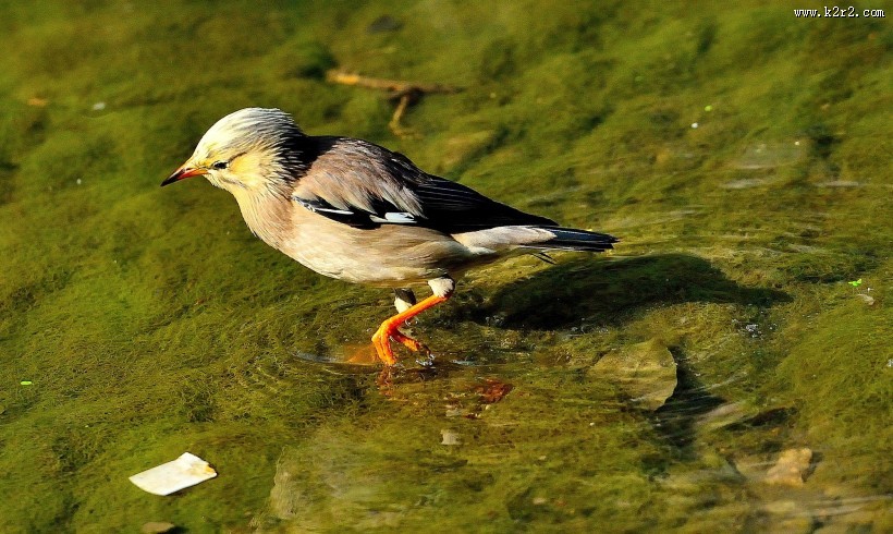 丝光椋鸟图片大全