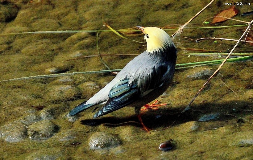 丝光椋鸟图片大全