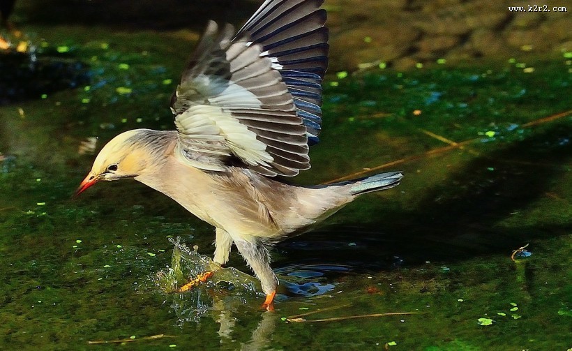 丝光椋鸟图片大全
