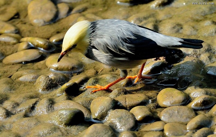丝光椋鸟图片大全