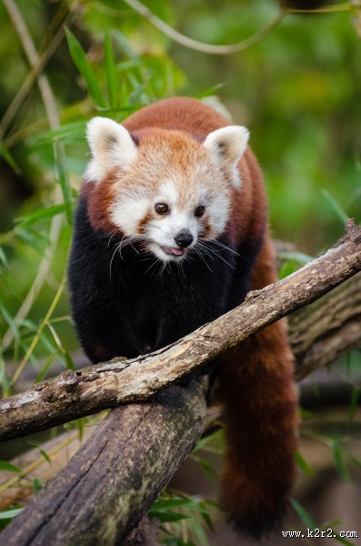 可爱的小熊猫图片