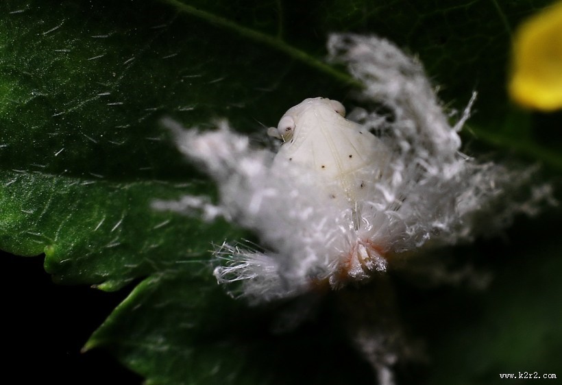 广翅蜡蝉图片大全