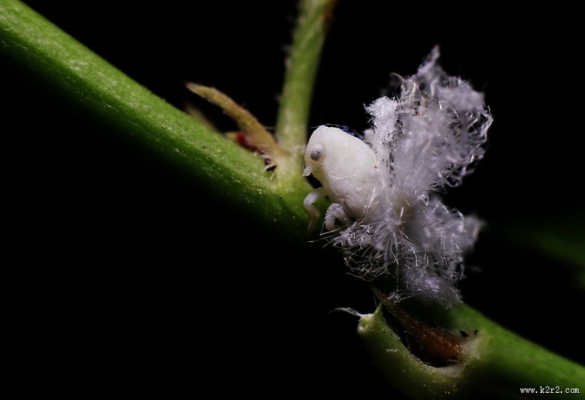 广翅蜡蝉图片大全