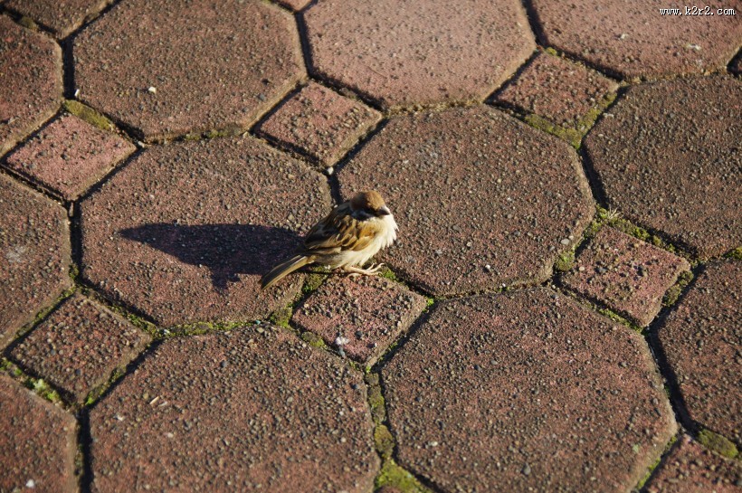 一只娇小的麻雀图片