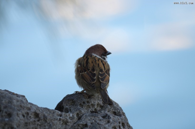 一只娇小的麻雀图片