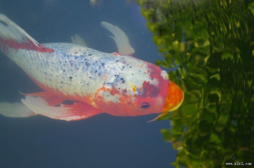 可爱的鲤鱼图片