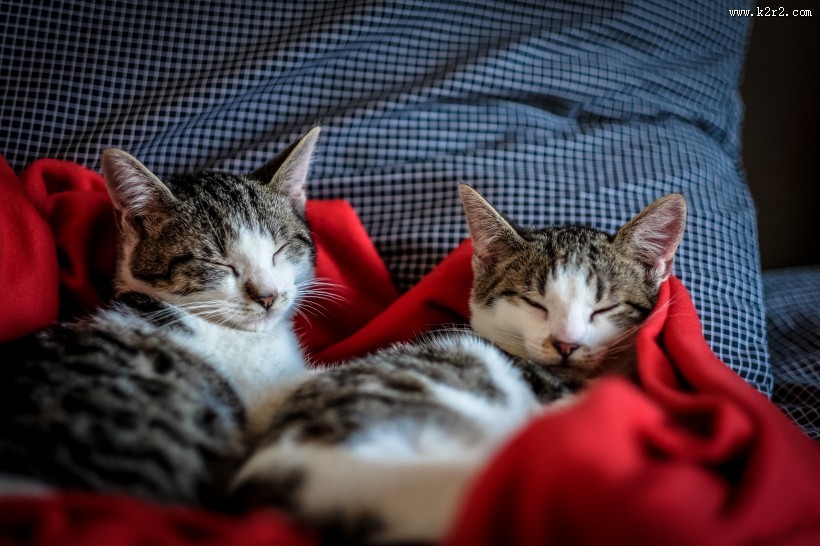 眯着双眼的小猫图片