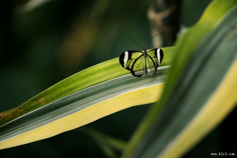 美丽漂亮的蝴蝶图片大全