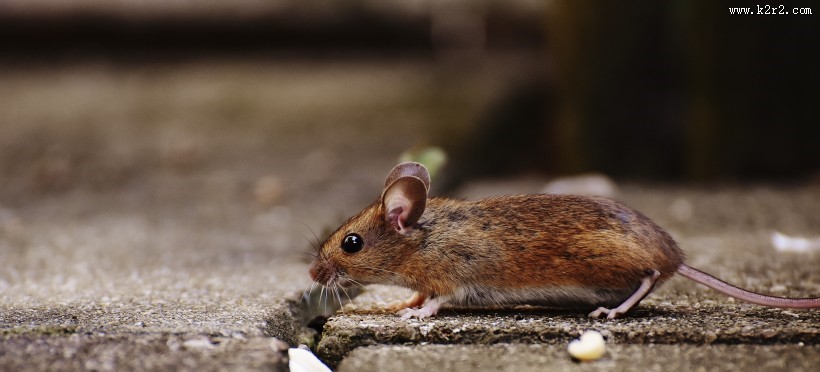 机灵可爱的老鼠图片