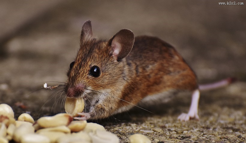 机灵可爱的老鼠图片