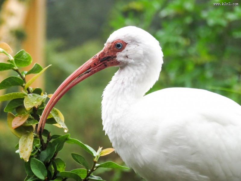 优雅的白鹭图片