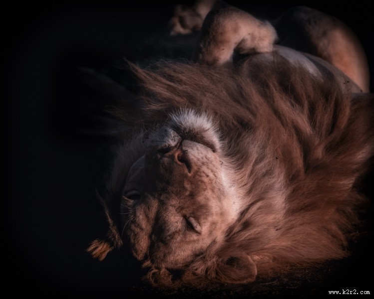 勇猛的狮子图片