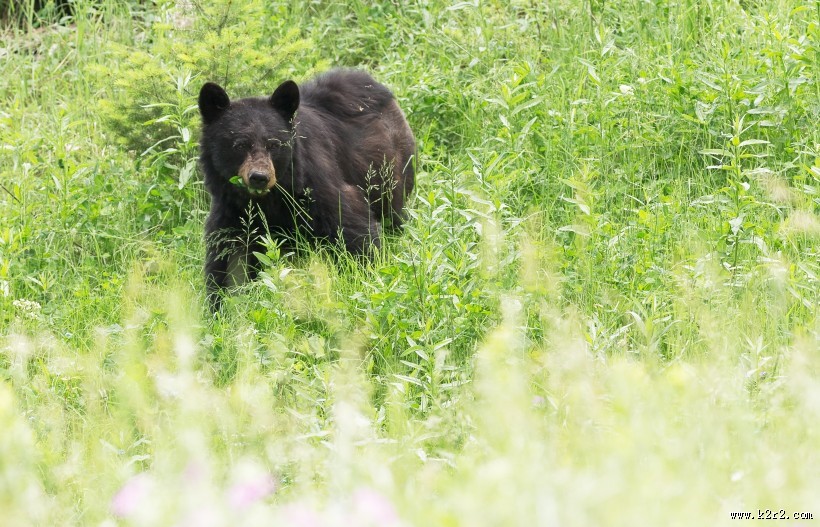 体型庞大的野生棕熊图片