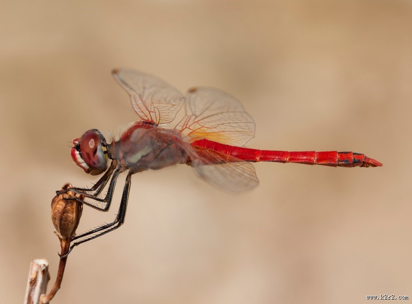 各色各样的蜻蜓图片