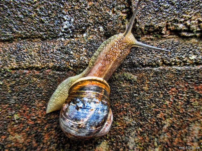 可爱小巧的蜗牛图片