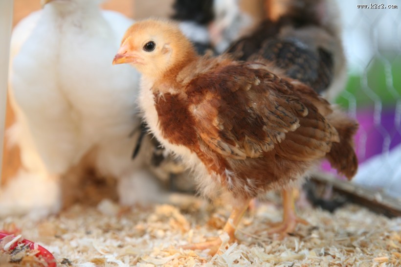 可爱的雏鸡图片