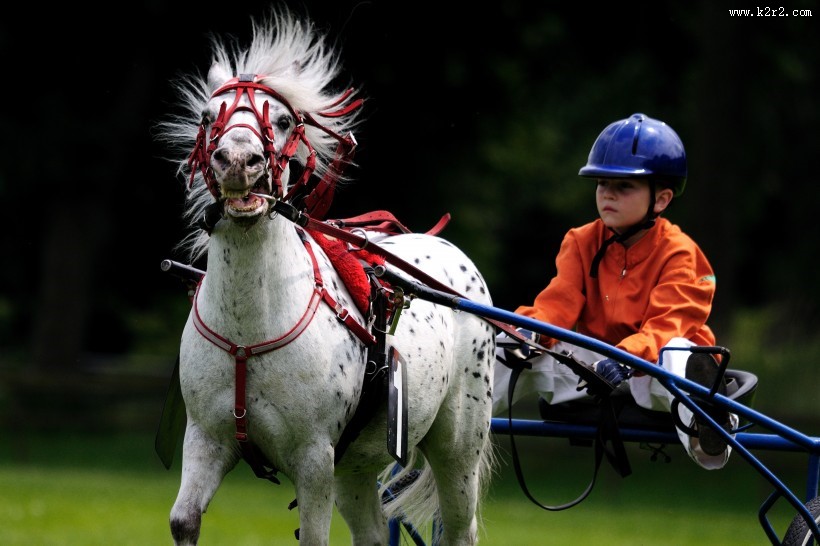 俊美的白马图片