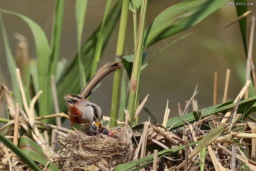 震旦鸦雀图片大全