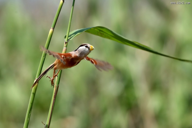 震旦鸦雀图片大全