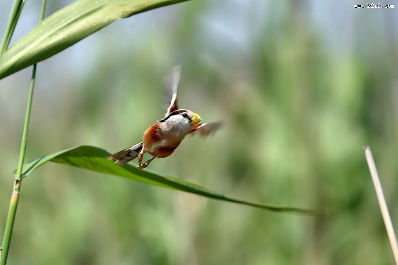 震旦鸦雀图片大全
