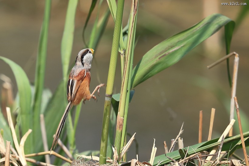 震旦鸦雀图片大全
