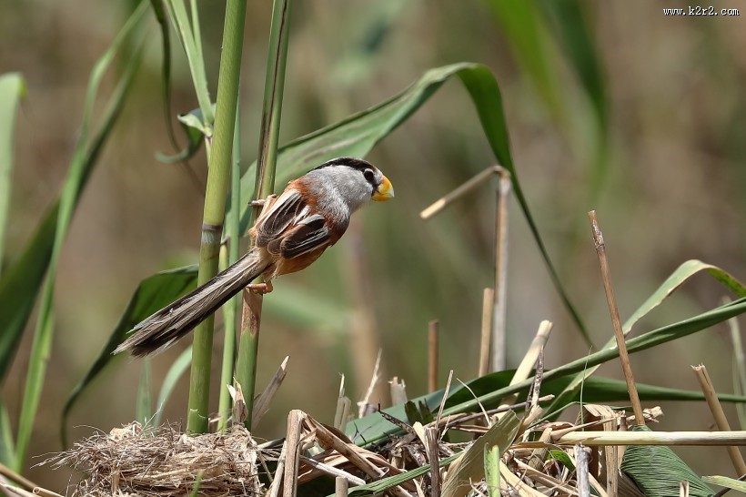 震旦鸦雀图片大全