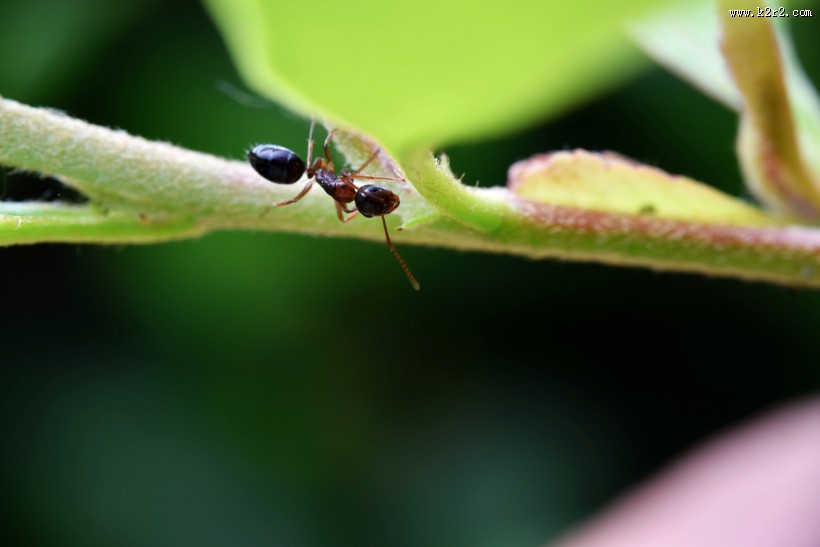 树叶上的蚂蚁图片