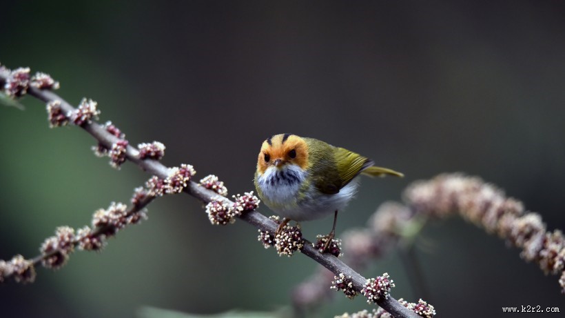 棕脸鹟莺图片大全