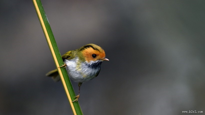 棕脸鹟莺图片大全