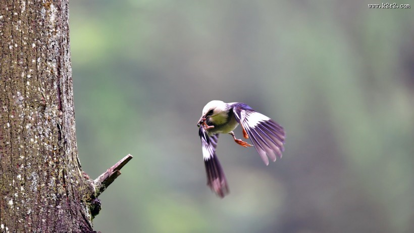 丝光椋鸟图片大全