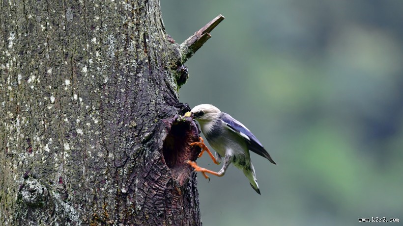 丝光椋鸟图片大全