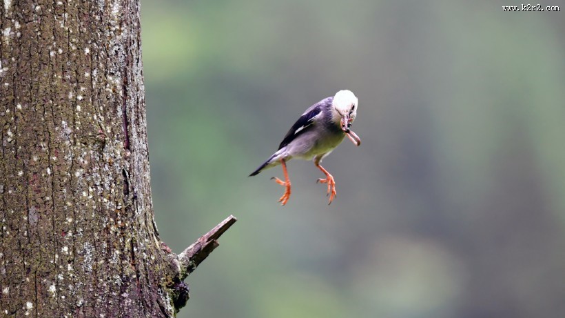 丝光椋鸟图片大全
