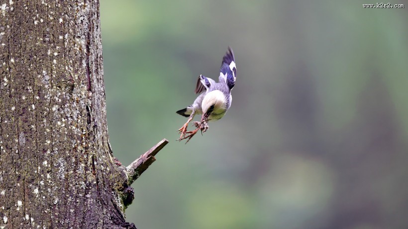 丝光椋鸟图片大全