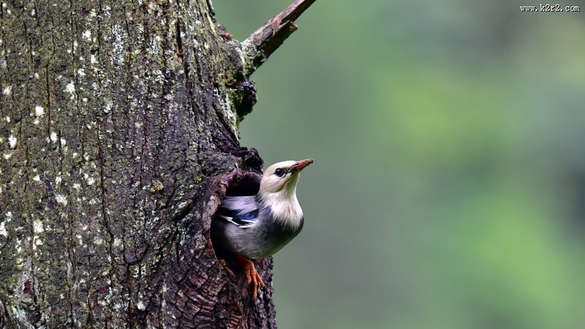 丝光椋鸟图片大全