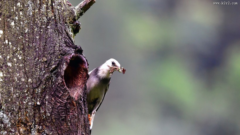 丝光椋鸟图片大全