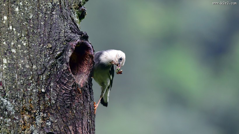 丝光椋鸟图片大全