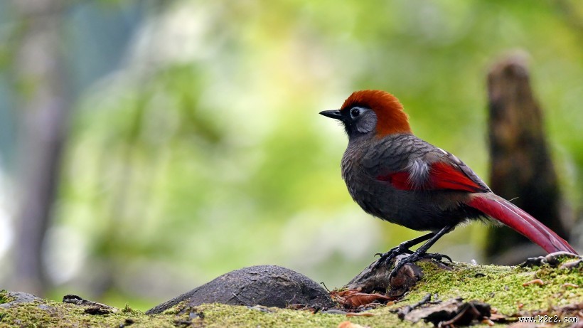 赤尾噪鹛图片