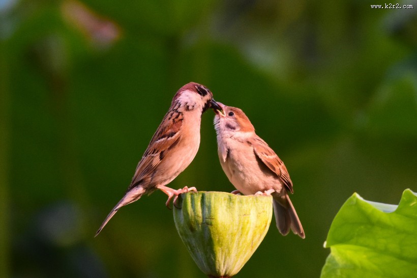 莲蓬上的一对小麻雀图片